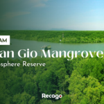 [VIETNAM TRAVEL] An experience to “Island of paradise” – Can Gio Mangrove Biosphere Reserve