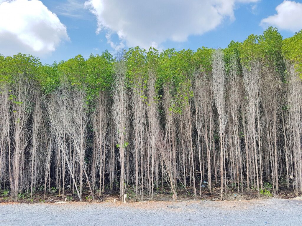 Can Gio mangrove - lam vien road
