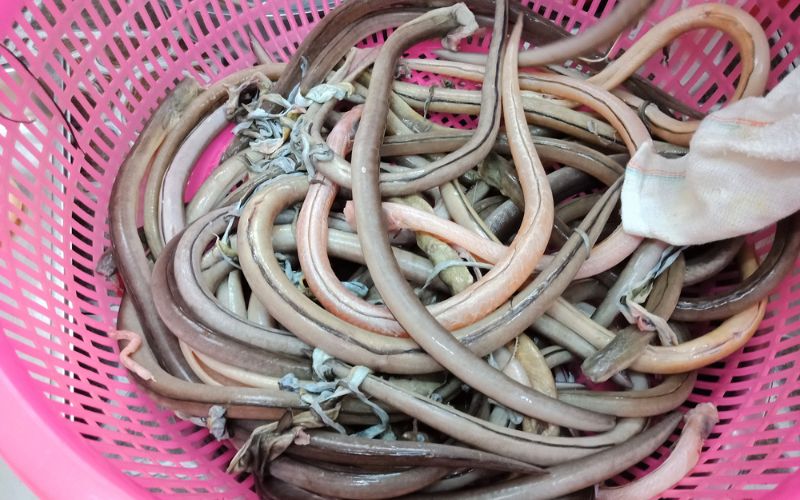 Gỏi cá nhệch - đặc sản Ninh Bình 