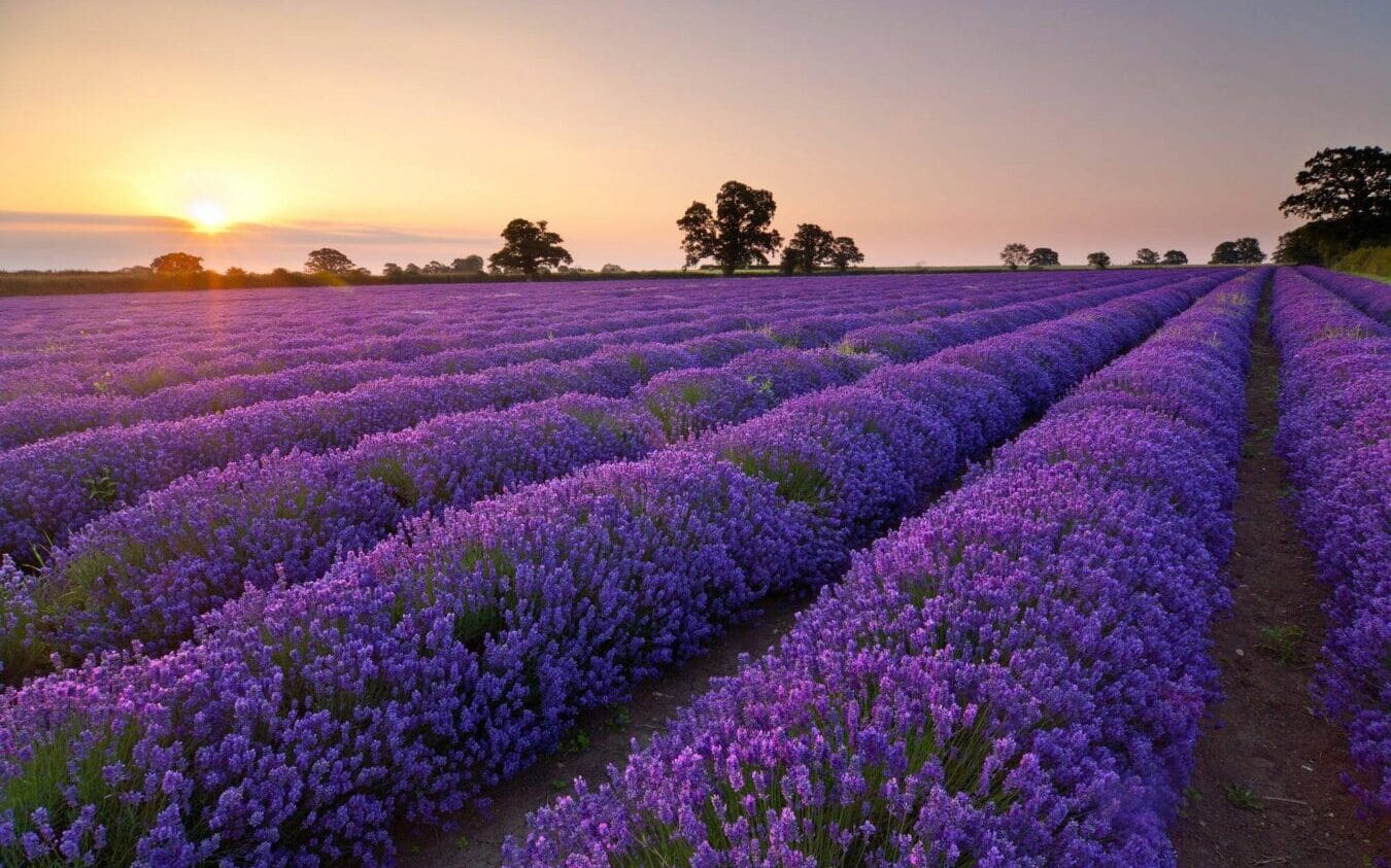 Du lịch Đà Lạt - Vườn hoa Lavender