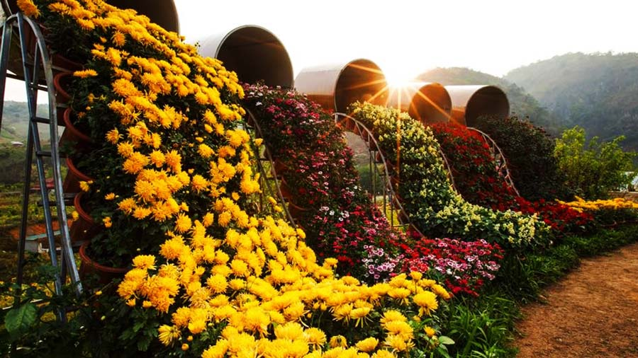 vườn hoa Happy Land Mộc Châu