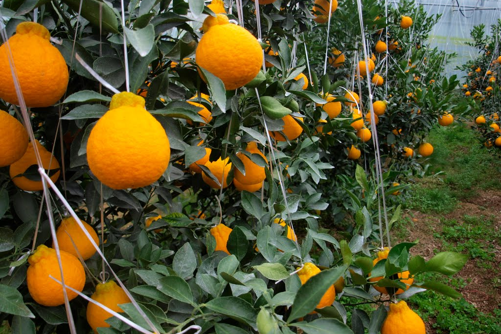 Jeju Island food - Jeju Tangerines