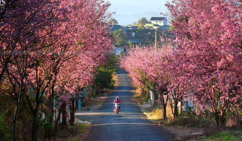 Da Lat Travel 